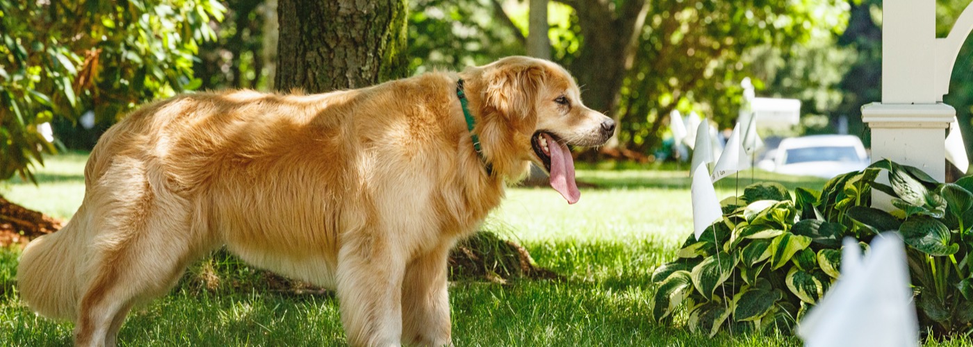 DFW DogWatch, Fort Worth, Texas | Outdoor Hidden Dog Fences Slider Image