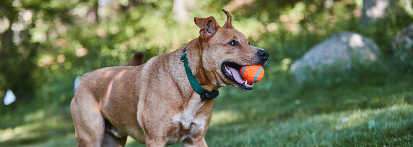 DFW DogWatch, Fort Worth, Texas | ProFenceX Slider Image